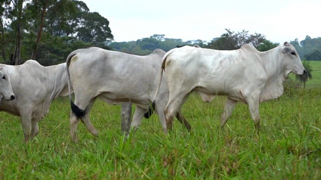 Lote 06