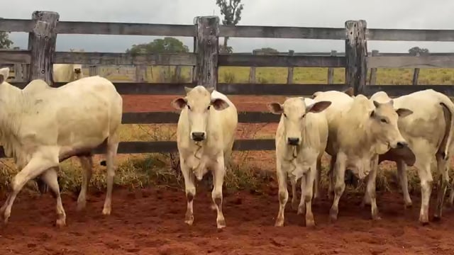 Novilhas Triangulo