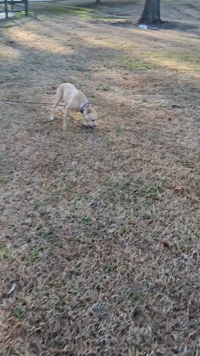 Enlarge Harper, a Adoptable mixed breed in Sanford, NC video 4/5