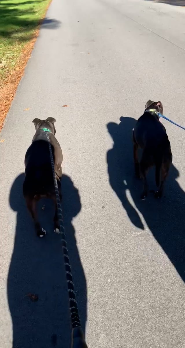Enlarge Lilo, a Adoptable mixed breed in Sanford, NC video 5/6