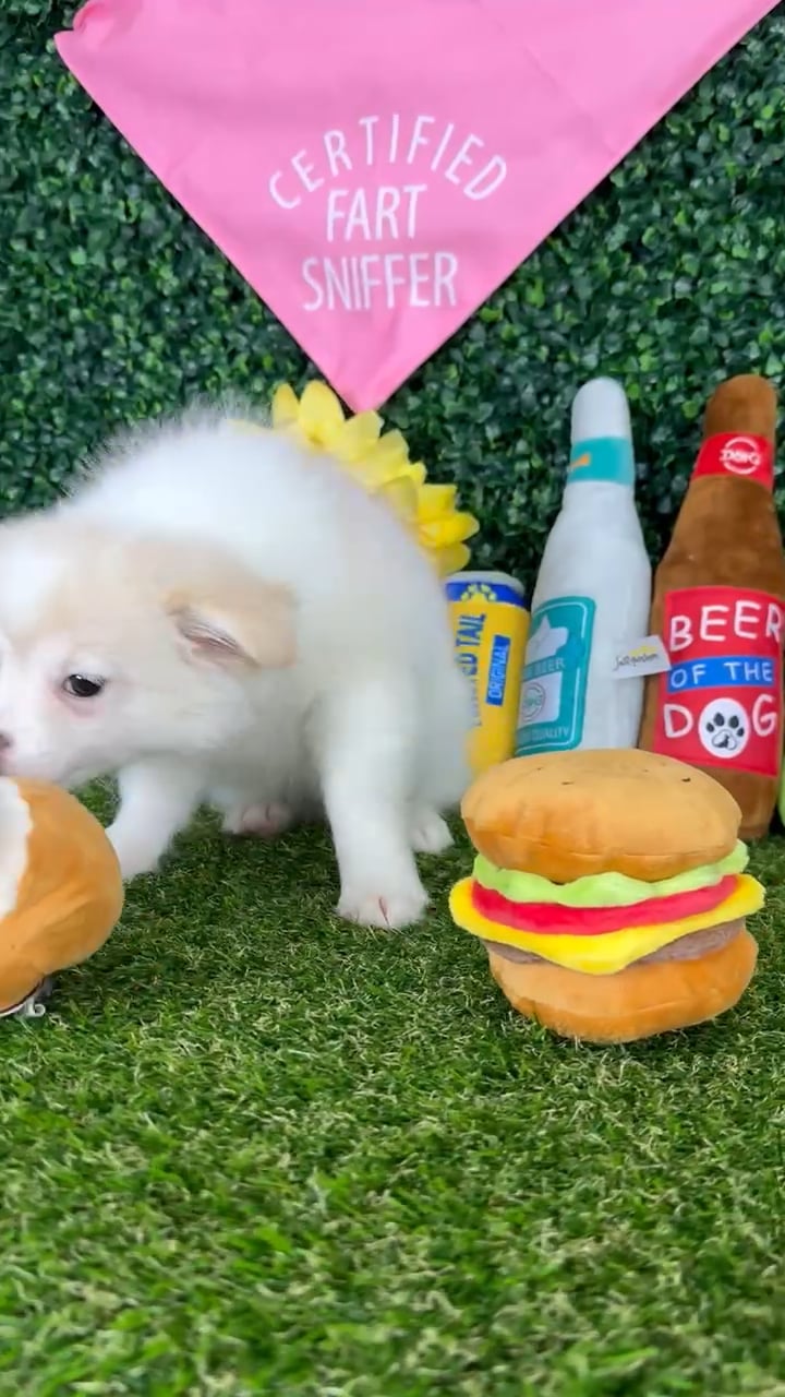 Male Pomchi puppy named Olaf for sale at Puppy Dreams - Missouri City. video thumbnail