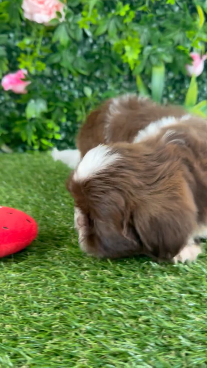 Female Shih Tzu puppy named Ginger for sale at Puppy Dreams - Katy. video thumbnail