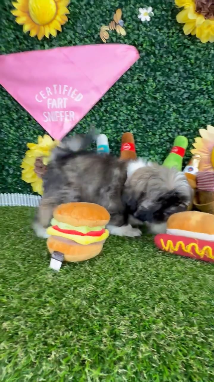 Male Shih Tzu puppy named Prince Eric for sale at Puppy Dreams - Missouri City. video thumbnail