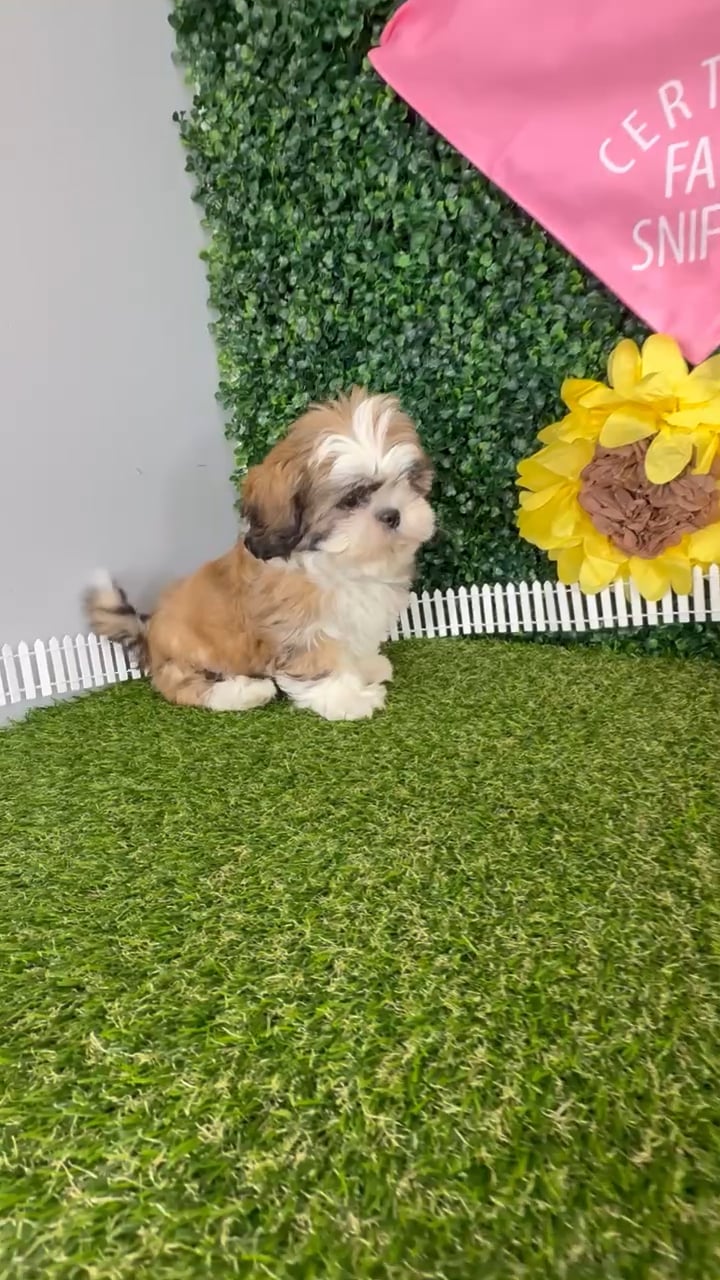 Female Shih Tzu puppy named Princess Ariel for sale at Puppy Dreams - Missouri City. video thumbnail