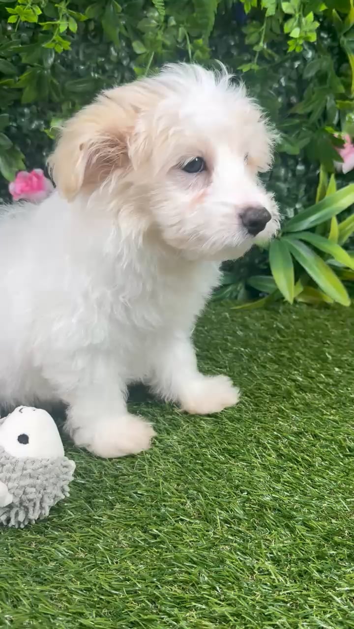 Male Pom-A-Poo puppy named Lucky for sale at Puppy Dreams - Missouri City. video thumbnail