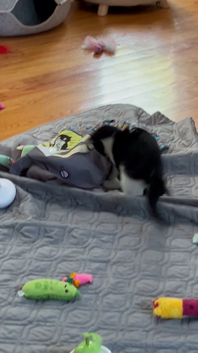 Enlarge Blinky - 3 MONTHS - CURIOUS LITTLE SUPERVISOR, a ADOPTABLE American Shorthair in Bristow, VA video 4/5