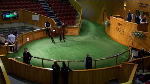 2026 National Weanling Sale, Lot 24 - Lot 35