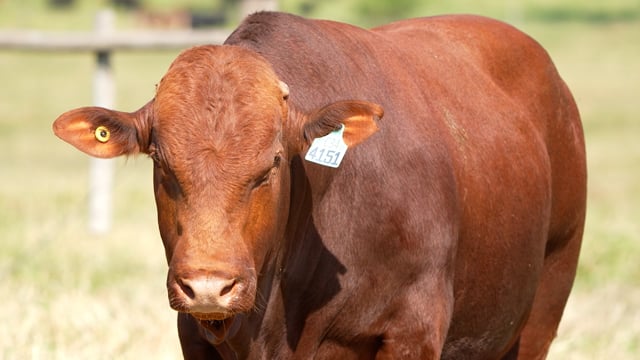 Lote 39
