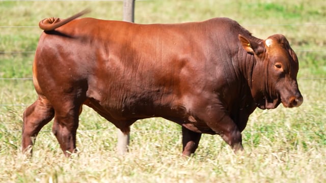Lote 37