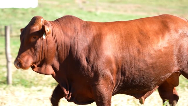 Lote 45