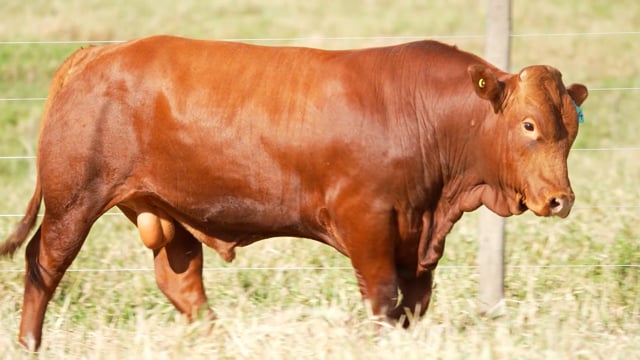 Lote 55