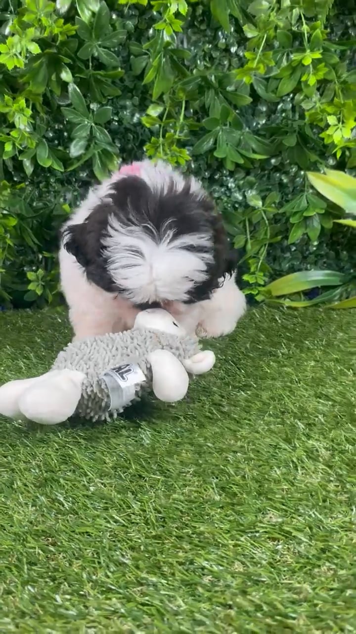 Male Shih Tzu puppy named Chester for sale at Puppy Dreams - Katy. video thumbnail