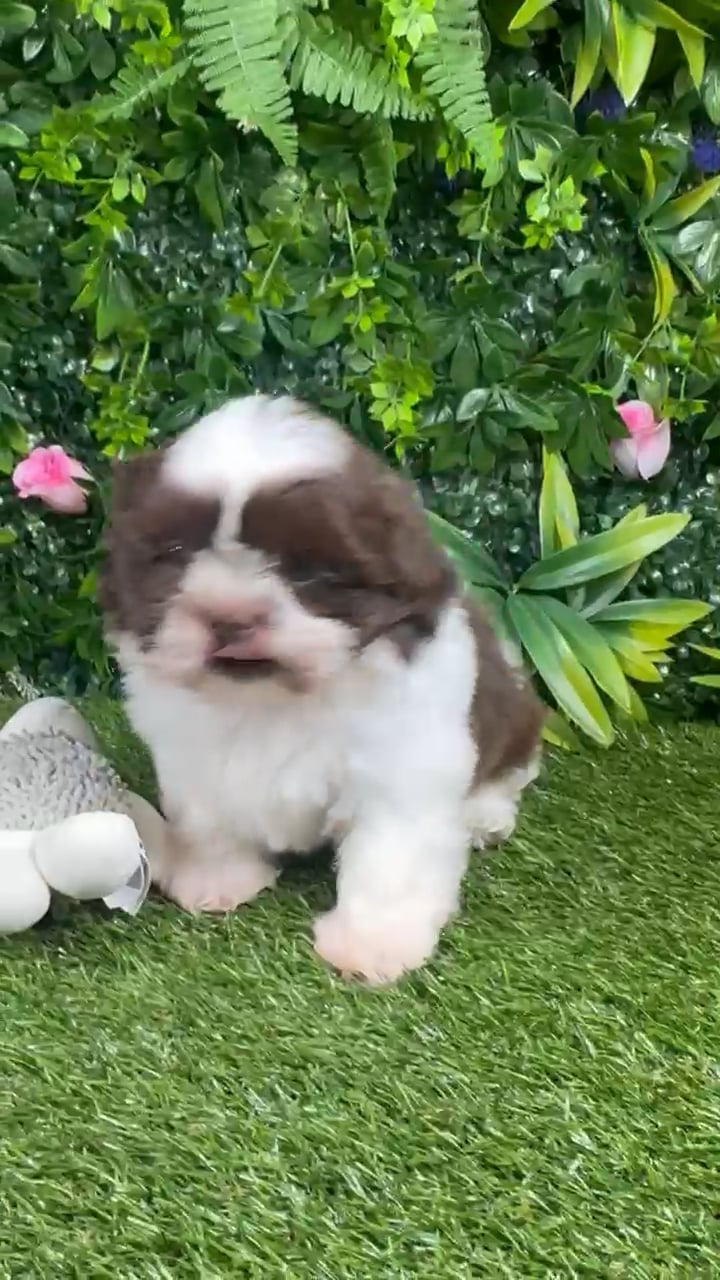 Male Shih Tzu puppy named Beaux for sale at Puppy Dreams - Katy. video thumbnail
