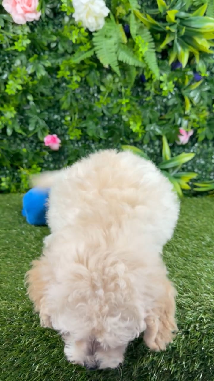 Male Maltipoo puppy named Simba for sale at Puppy Dreams - Katy. video thumbnail