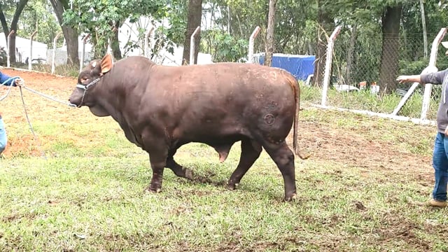 Lote 09