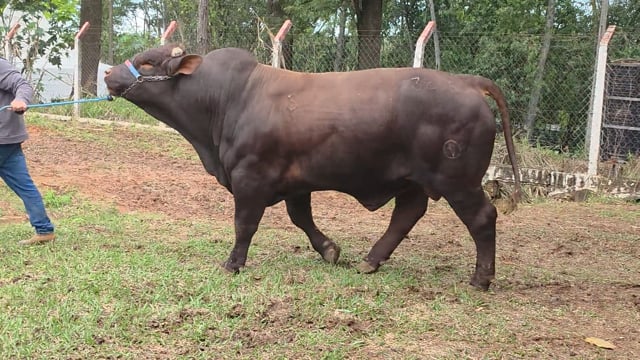 Lote 10