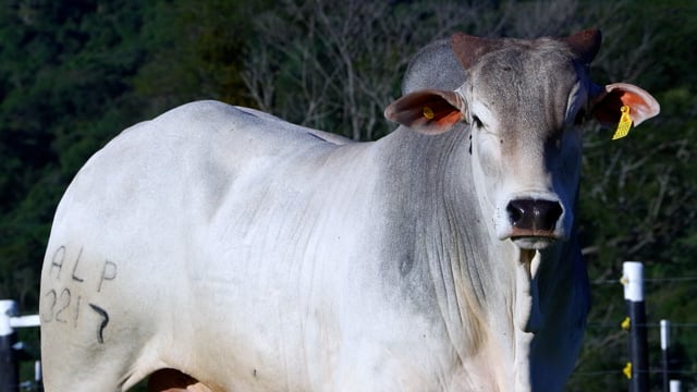 Lote 29