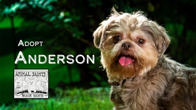Enlarge Anderson, an adopted Shih Tzu in Fort Montgomery, NY video 6/6
