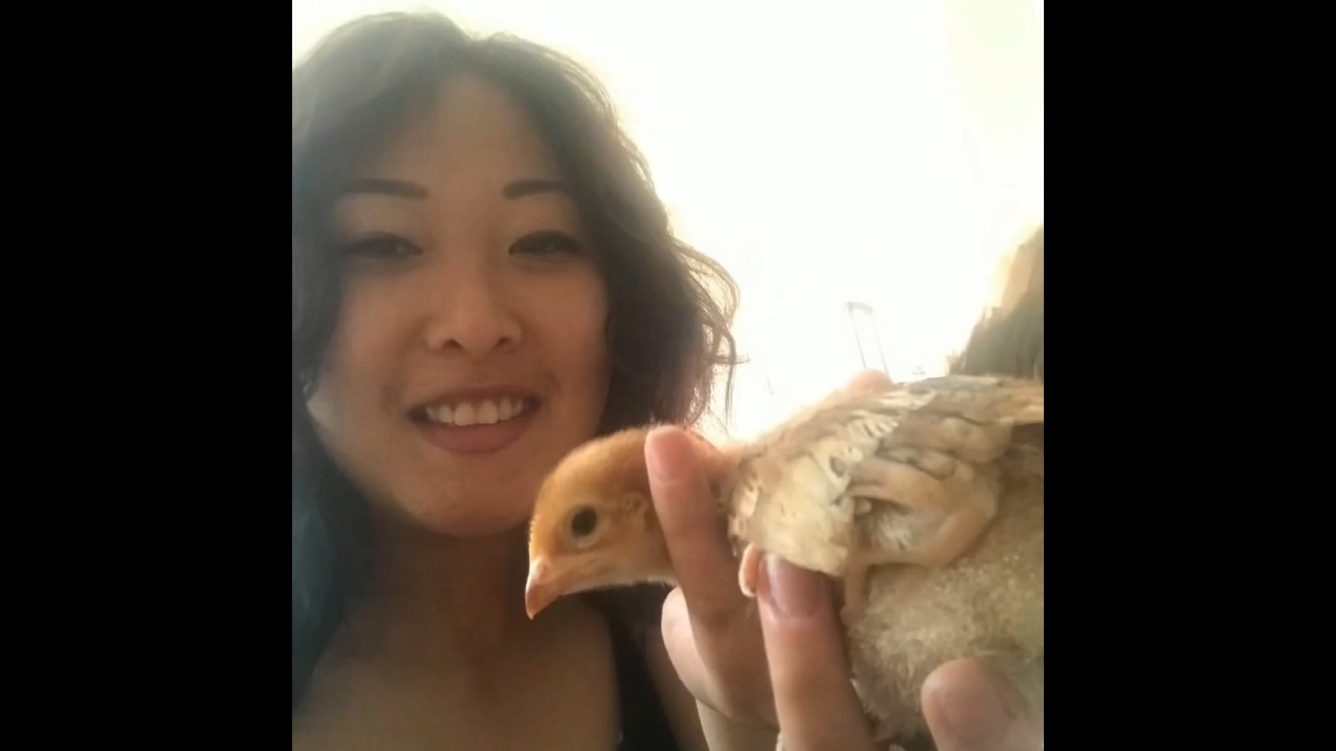 Pet Birds