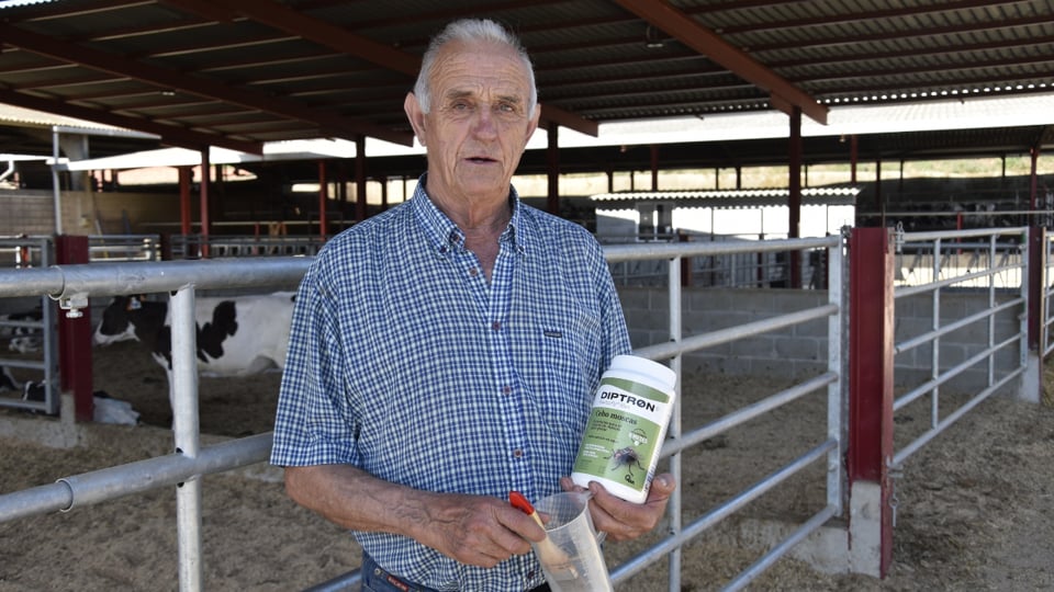SAT Can Castellà controla las moscas en granja con Masterfly® Bait