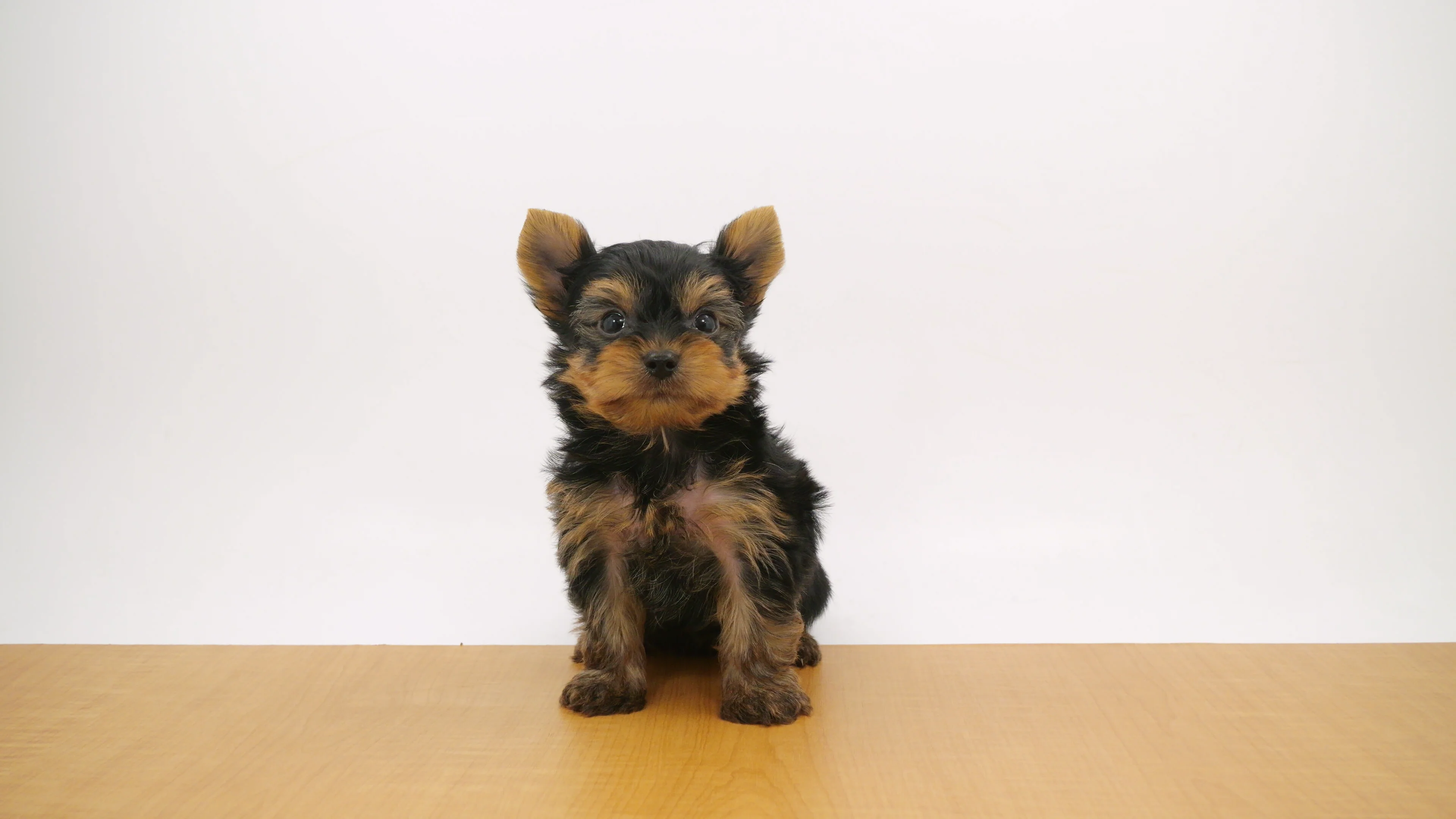 英国　クーパークラフト ヴィンテージ　 ヨークシャーテリア 茶と黒色 ヨークシャー・テリア スチールブルー＆タン 男の子 ウエルケア