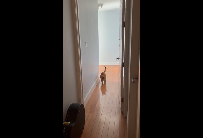 1 Room for Rent in Renovated Ridgewood Apartment Main Photo