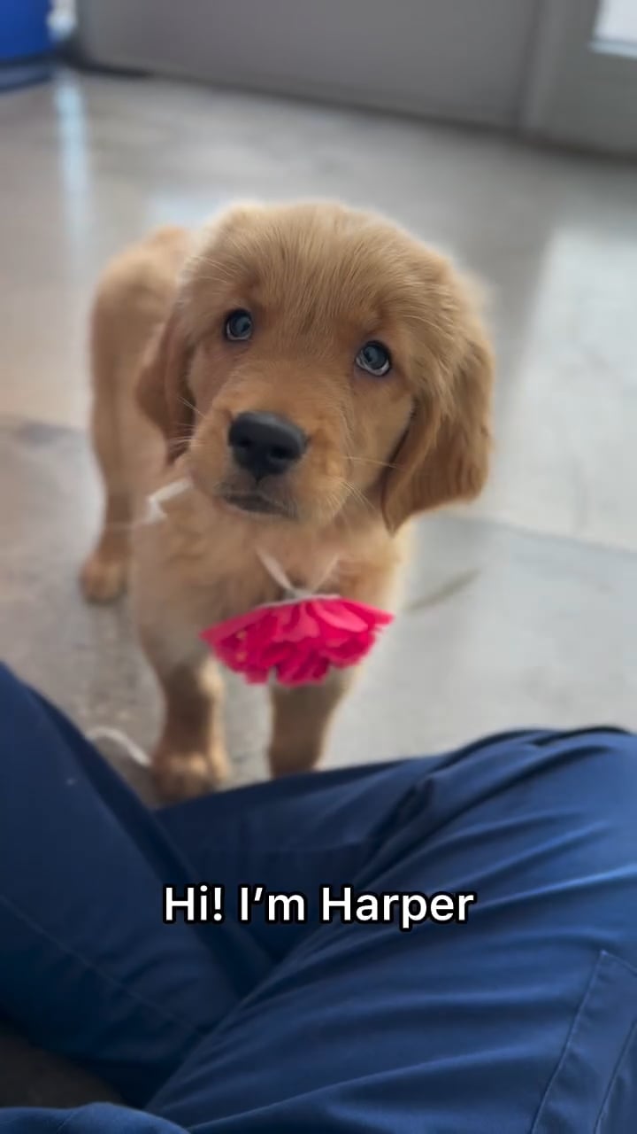Female Golden Retriever puppy named Harper for sale at The Puppy Palace CT. video thumbnail
