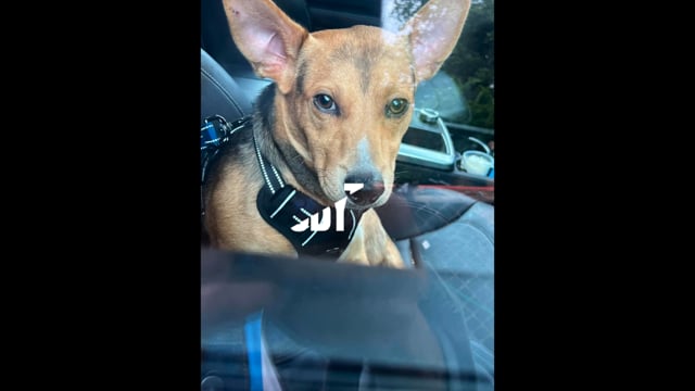 Enlarge Toby, Mr. Cutie Patootie, a Adoptable mixed breed in Seabrook, NH video 5/6