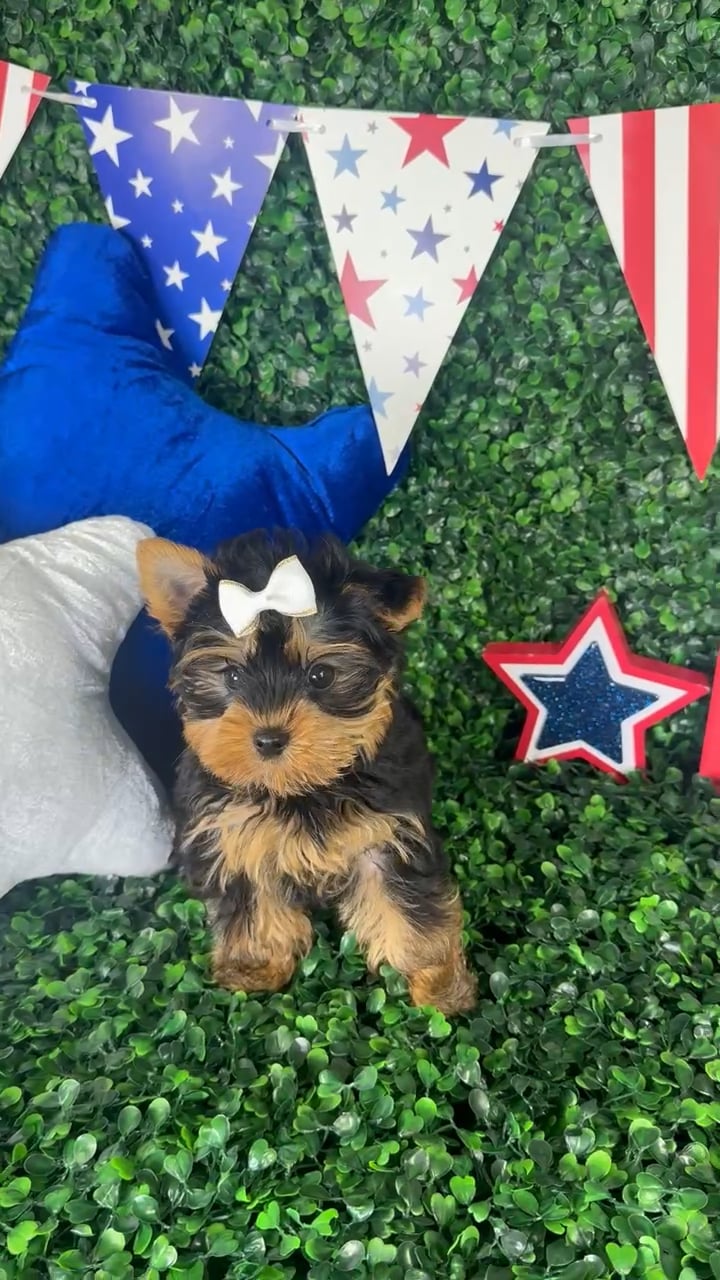 Female Yorkie puppy named Mia for sale at Puppy Dreams - North Richland Hills. video thumbnail