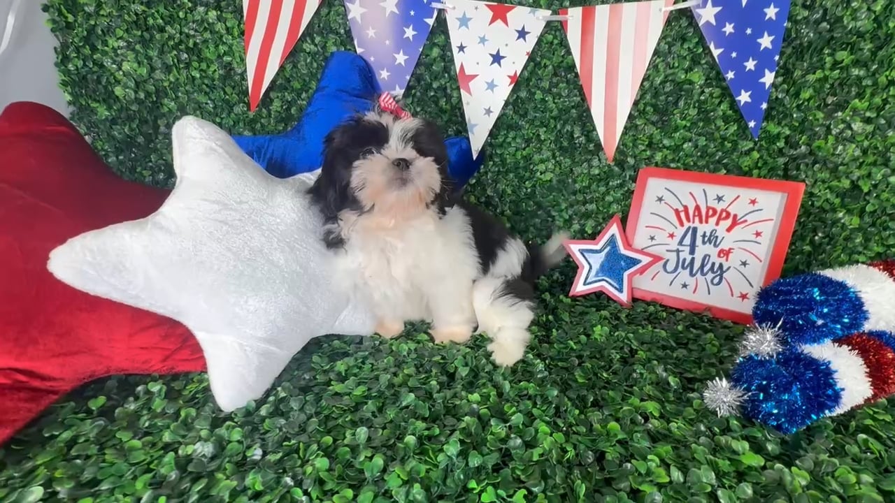 Female Shih Tzu puppy named Bella for sale at Puppy Dreams - North Richland Hills. video thumbnail