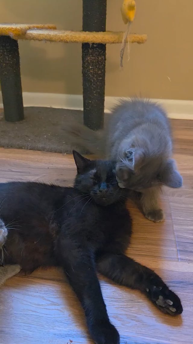 Enlarge Noir and Augustus - SWEET MAMA & HER HANDSOME PRINCE, a ADOPTABLE American Shorthair in Bristow, VA video 5/5