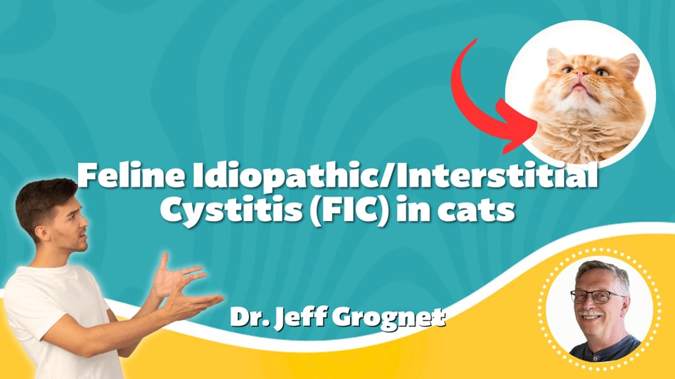Feline Idiopathic/Interstitial Cystitis (FIC) in cats