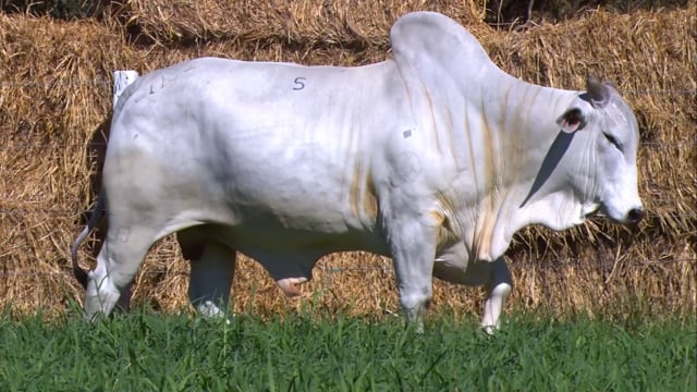 Lote 05