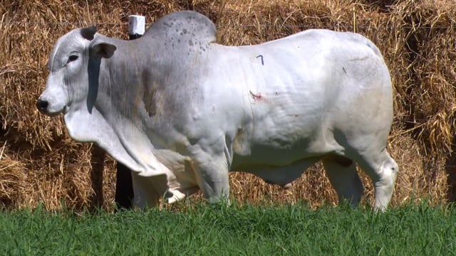 Lote 07