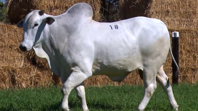 Lote 18