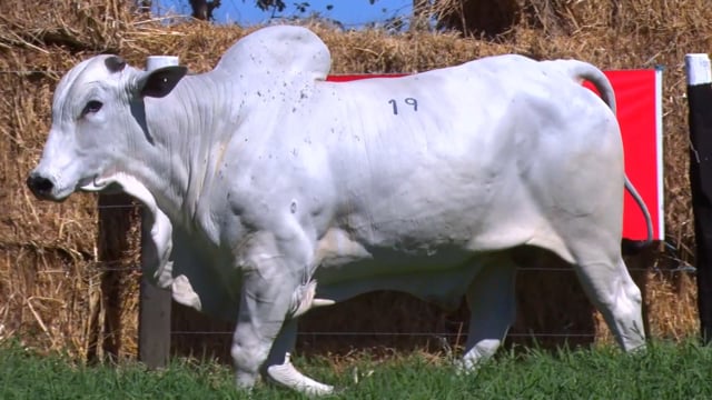 Lote 19