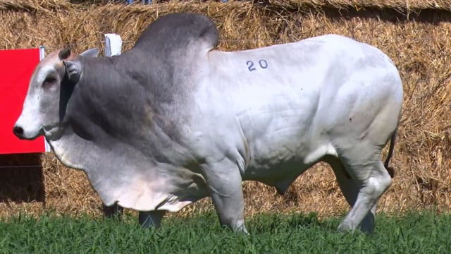 Lote 20