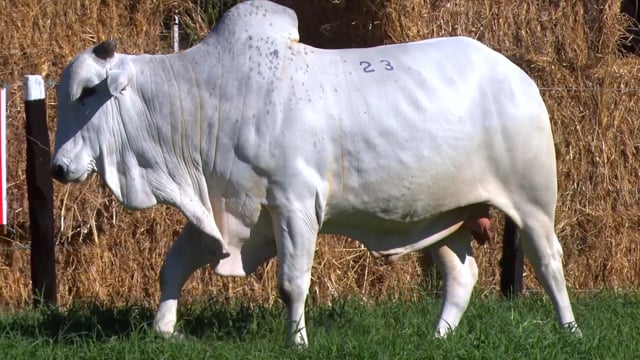 Lote 23
