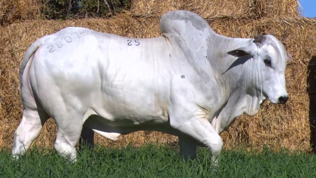 Lote 25