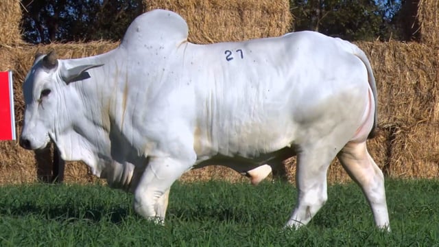 Lote 27