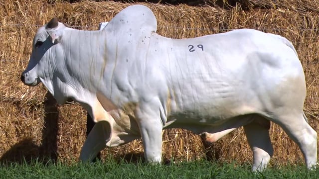 Lote 29
