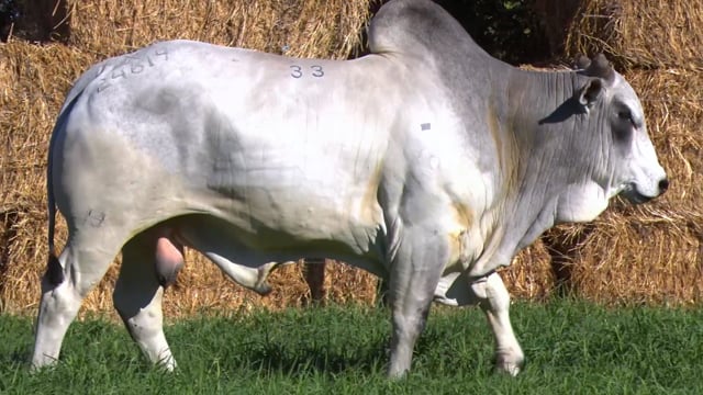 Lote 33