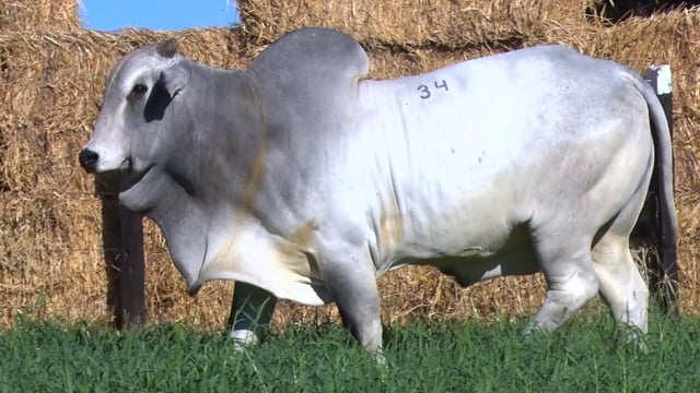 Lote 34