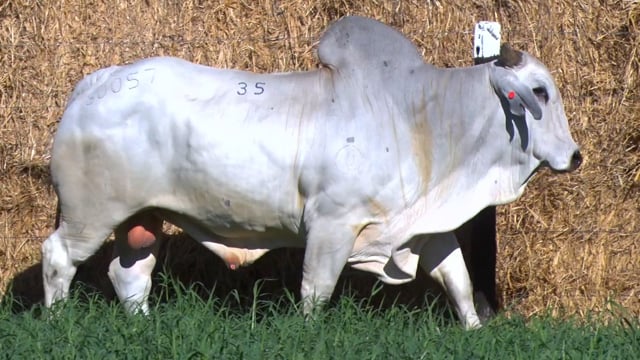 Lote 35