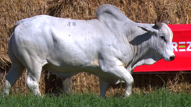 Lote 38