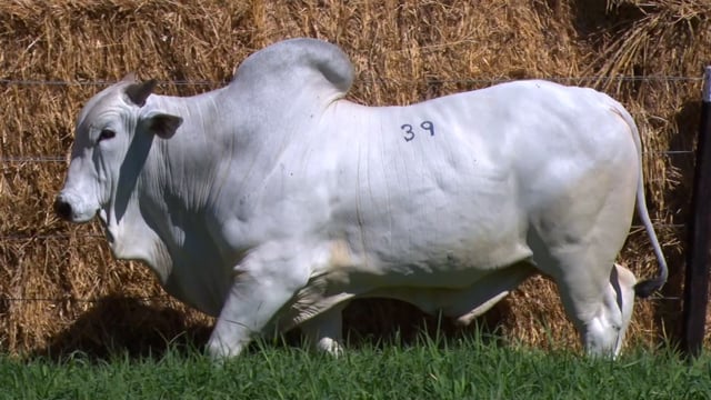 Lote 39