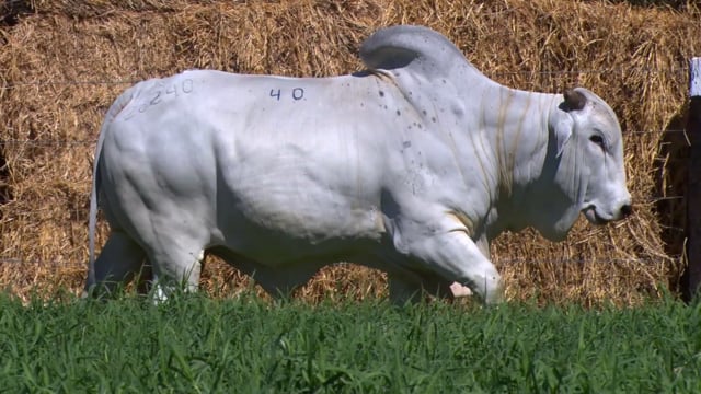 Lote 40