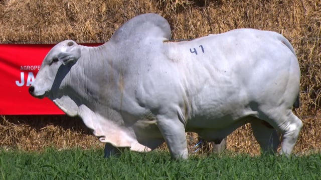 Lote 41