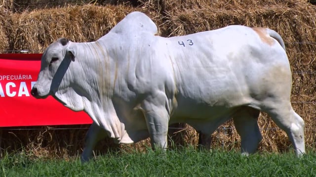 Lote 43