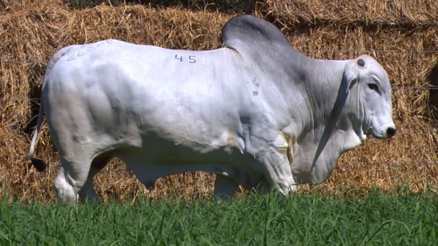 Lote 45
